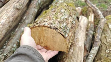 Une buche de bois tenue en main.