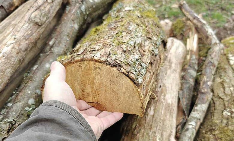 Une buche de bois tenue en main.