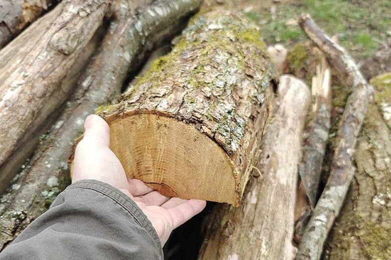 Une buche de bois tenue en main.