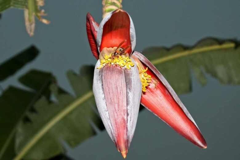 Une fleur de bananier avec un insecte ressemblant à un frelon asiatique dessus.