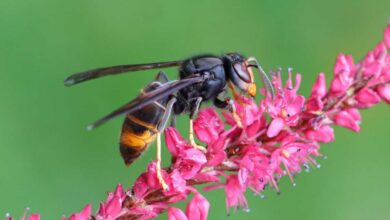 Un frelon asiatique sur une fleur.