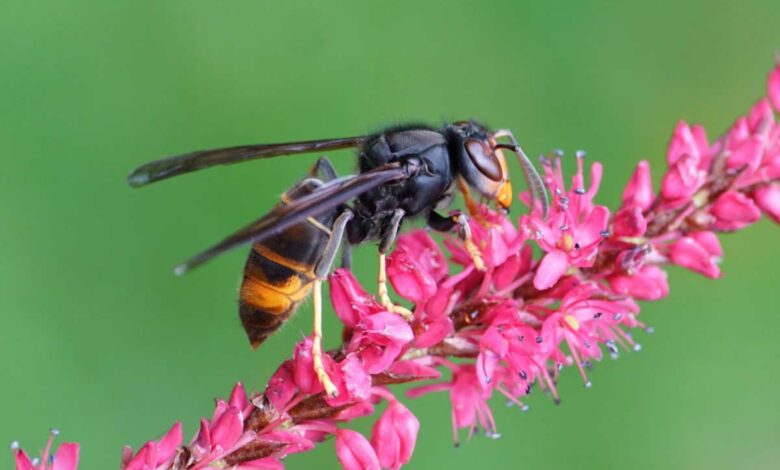 Un frelon asiatique sur une fleur.