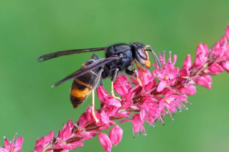 Un frelon asiatique sur une fleur.