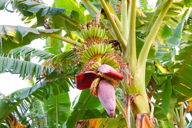 Une fleur de bananier.