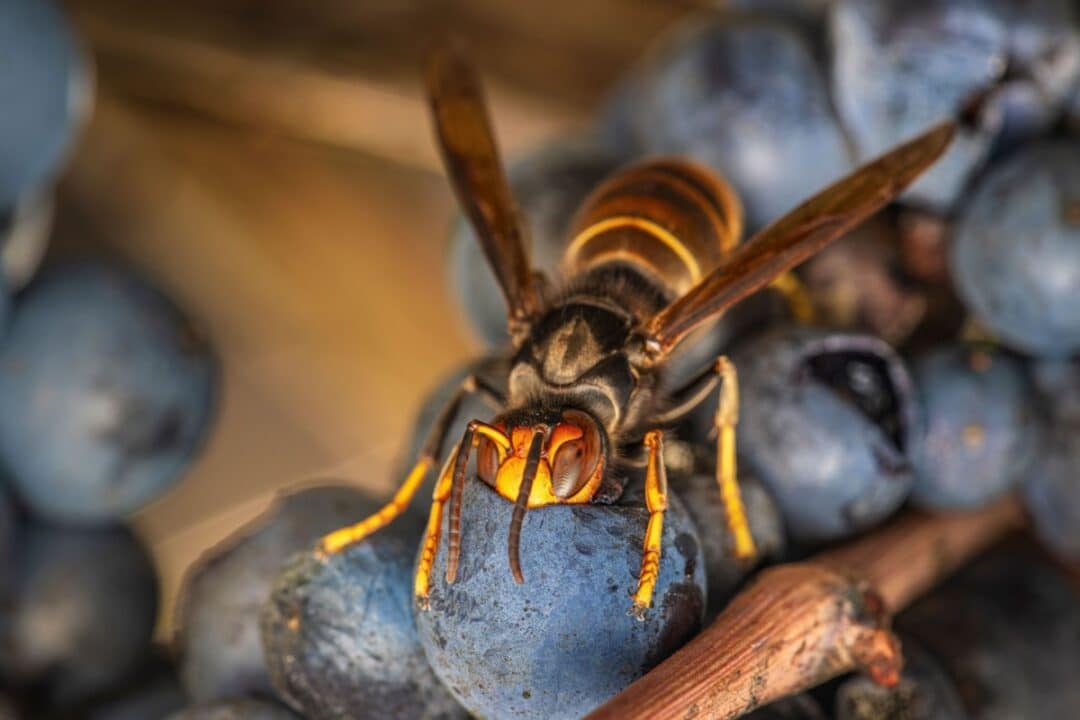 Un frelon asiatique se nourrit de fruits.
