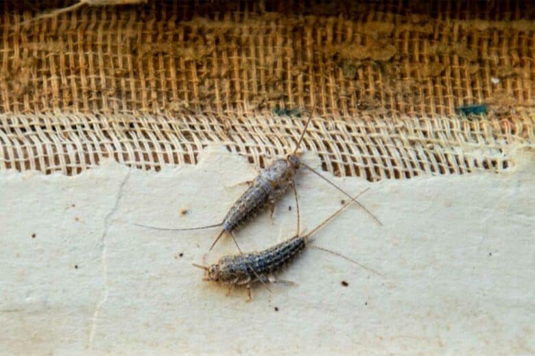 Deux poissons d'argent sur une surface en papier.