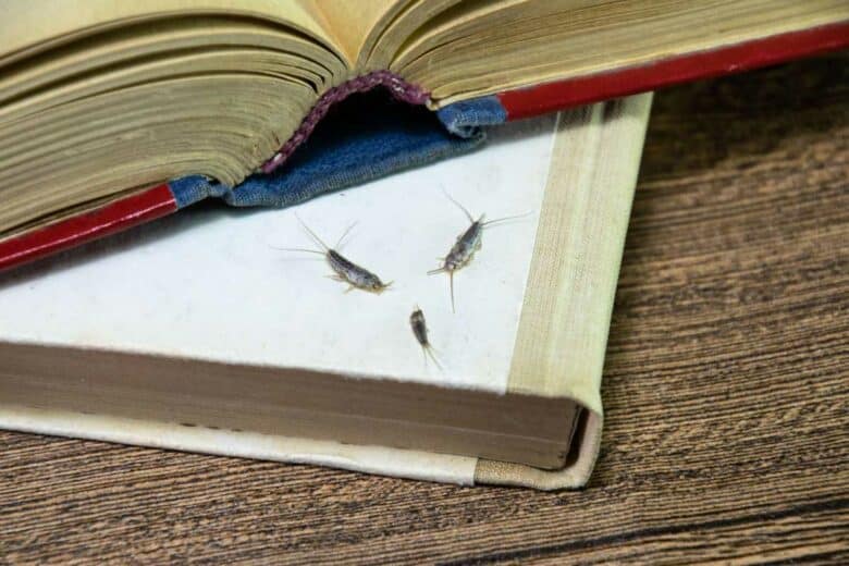 Des insectes sur des livres.
