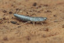 Un poisson d'argent ou Lepisme.