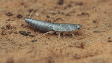 Un poisson d'argent ou Lepisme.