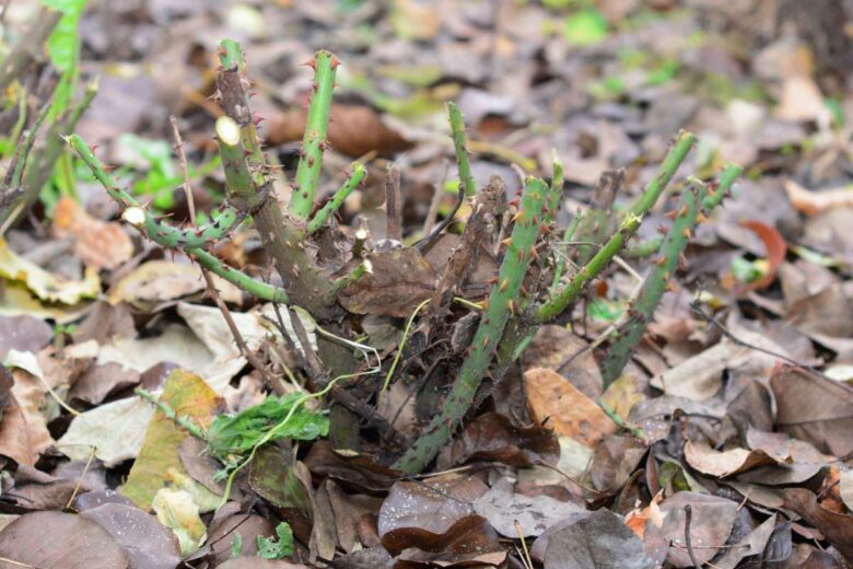 Un rosier taillé et du paillage de feuilles mortes.