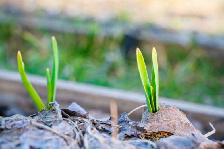 De jeunes pousses d'ail se développent à travers un paillage de feuilles mortes.
