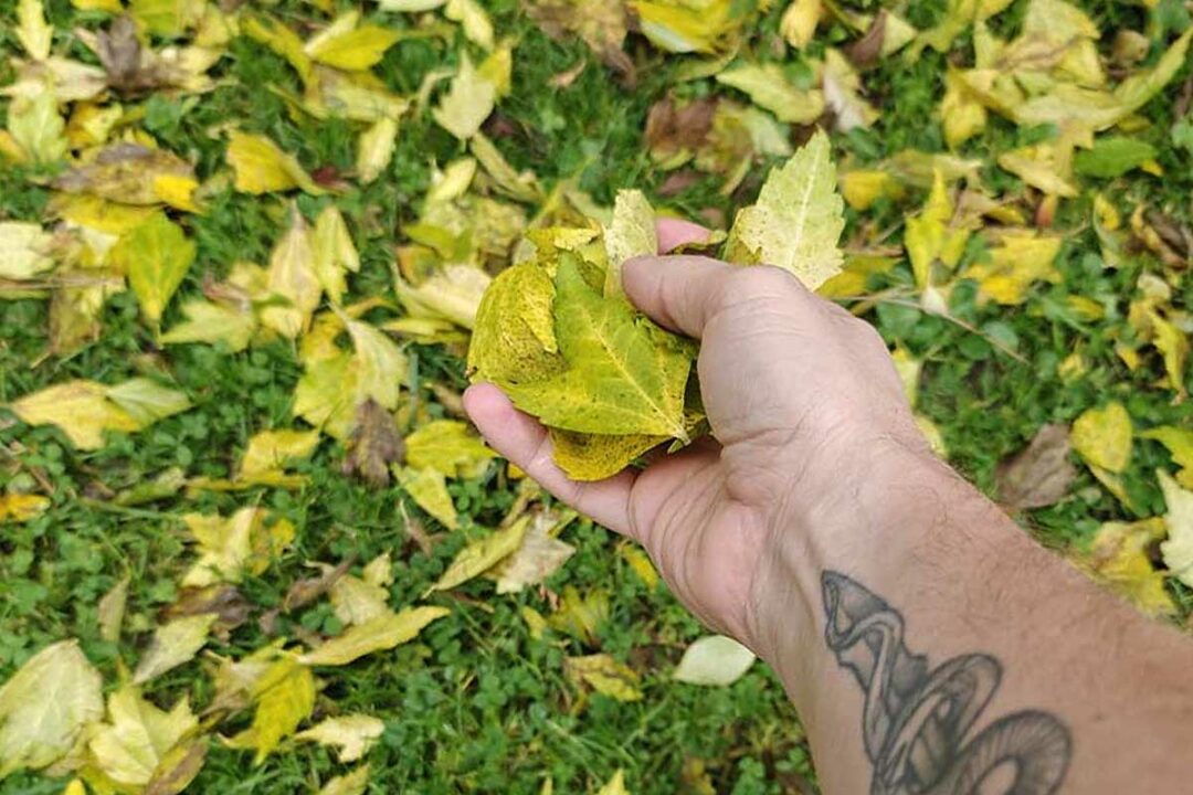 Une personne tient des feuilles mortes dans sa main.
