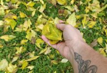 Une personne tient des feuilles mortes dans sa main.