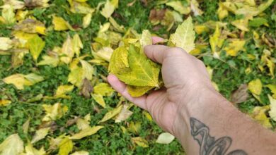 Une personne tient des feuilles mortes dans sa main.