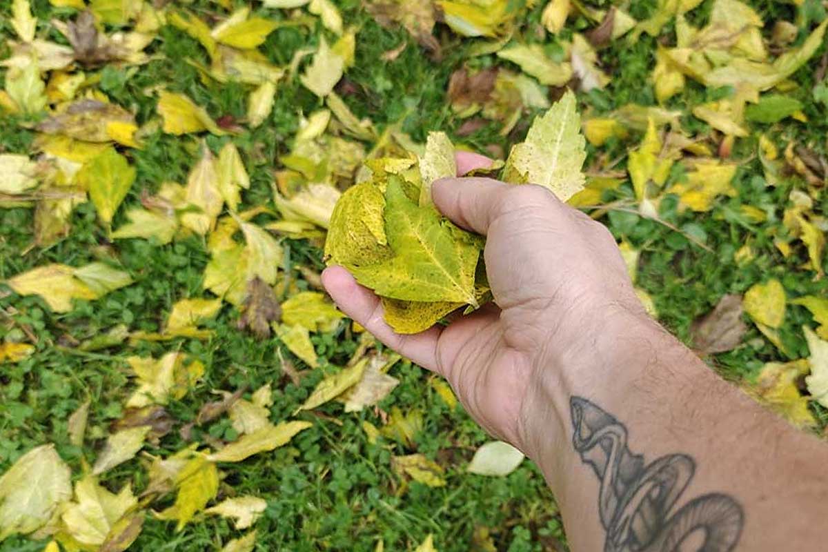 Une personne tient des feuilles mortes dans sa main.