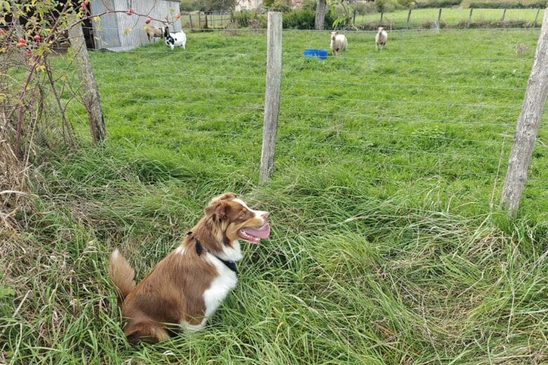 Un chien qui a besoin de souvent sortir pour se défouler.