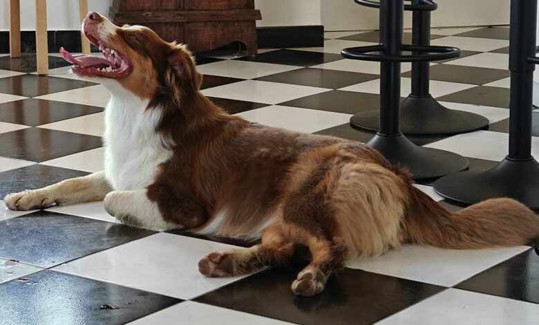 Athéna, un berger australien de 10 mois.