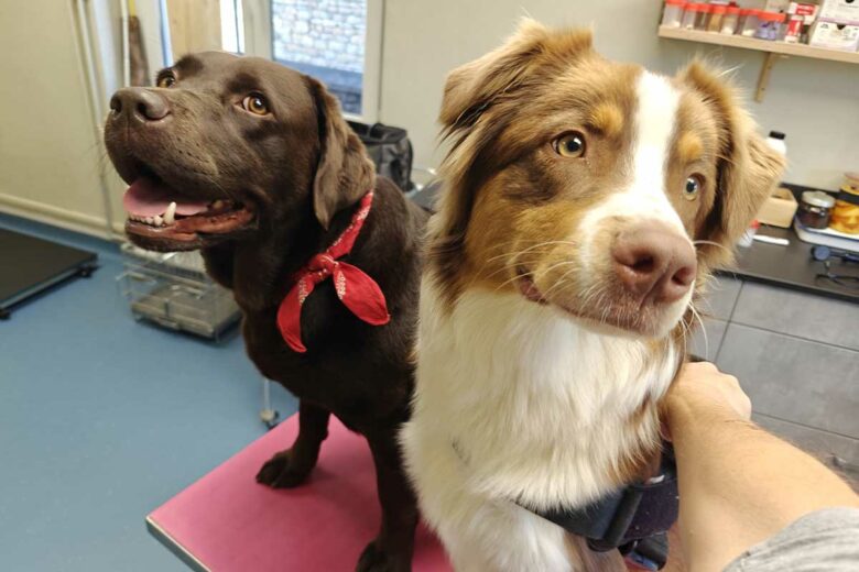 Deux chiens chez le vétérinaire.