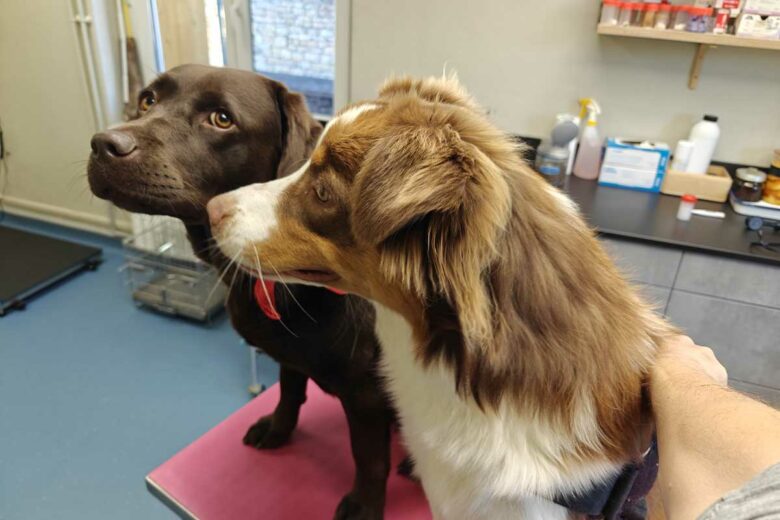 Les frais de vétérinaire peuvent grimper très vite.