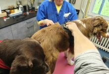 Athéna chez le vétérinaire après avoir mangé 1,5 kg de croquettes pour chat.