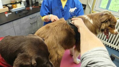 Athéna chez le vétérinaire après avoir mangé 1,5 kg de croquettes pour chat.