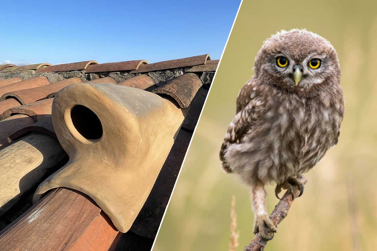 Une tuile avec un nichoir et une chouette.