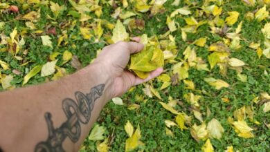 L'automne et ses couleurs chatoyantes, mais qui doit ramasser les feuilles mortes sur le trottoir ?
