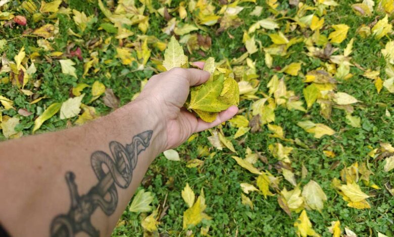 L'automne et ses couleurs chatoyantes, mais qui doit ramasser les feuilles mortes sur le trottoir ?