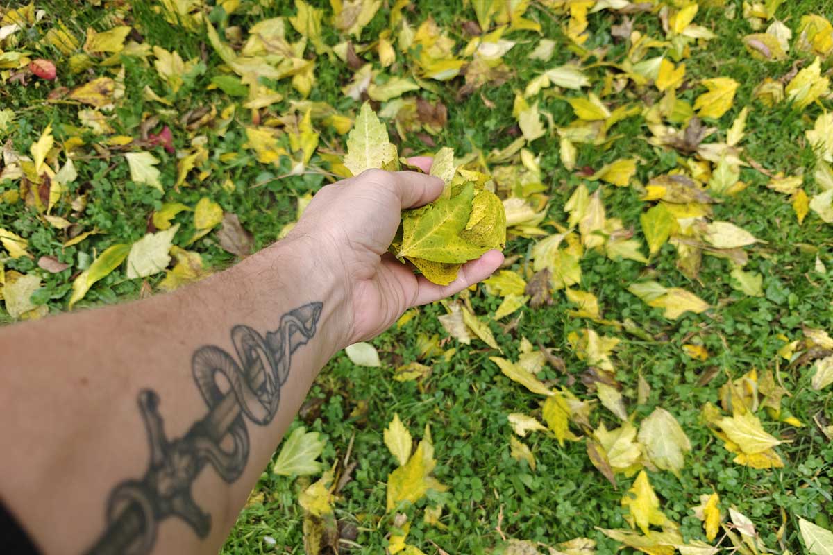 L'automne et ses couleurs chatoyantes, mais qui doit ramasser les feuilles mortes sur le trottoir ?