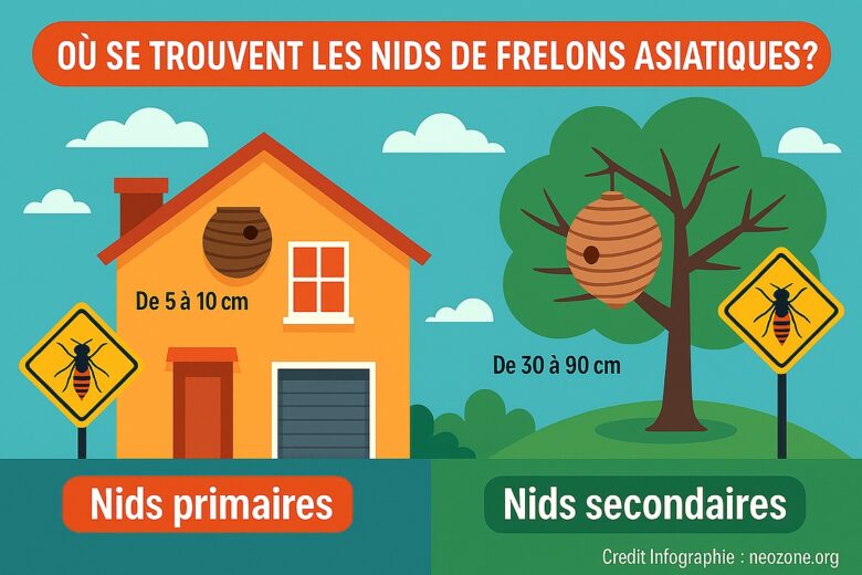 Infographie : comment différencier un nid primaire d'un nid secondaire ?