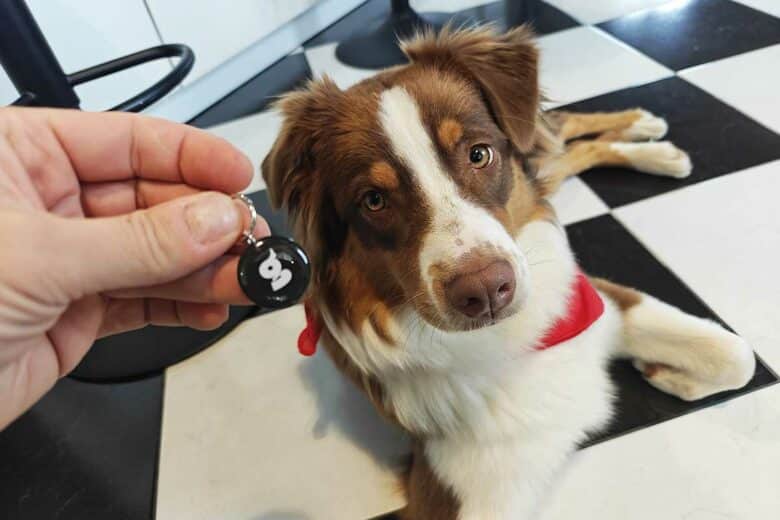 Une médaille qui permet de retrouver un chien perdu.