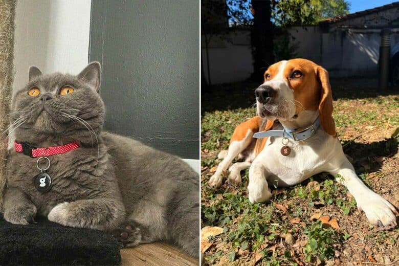 Deux animaux portant la médaille Toutoutag.