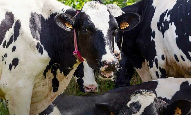 Des vaches avec un collier intelligent.