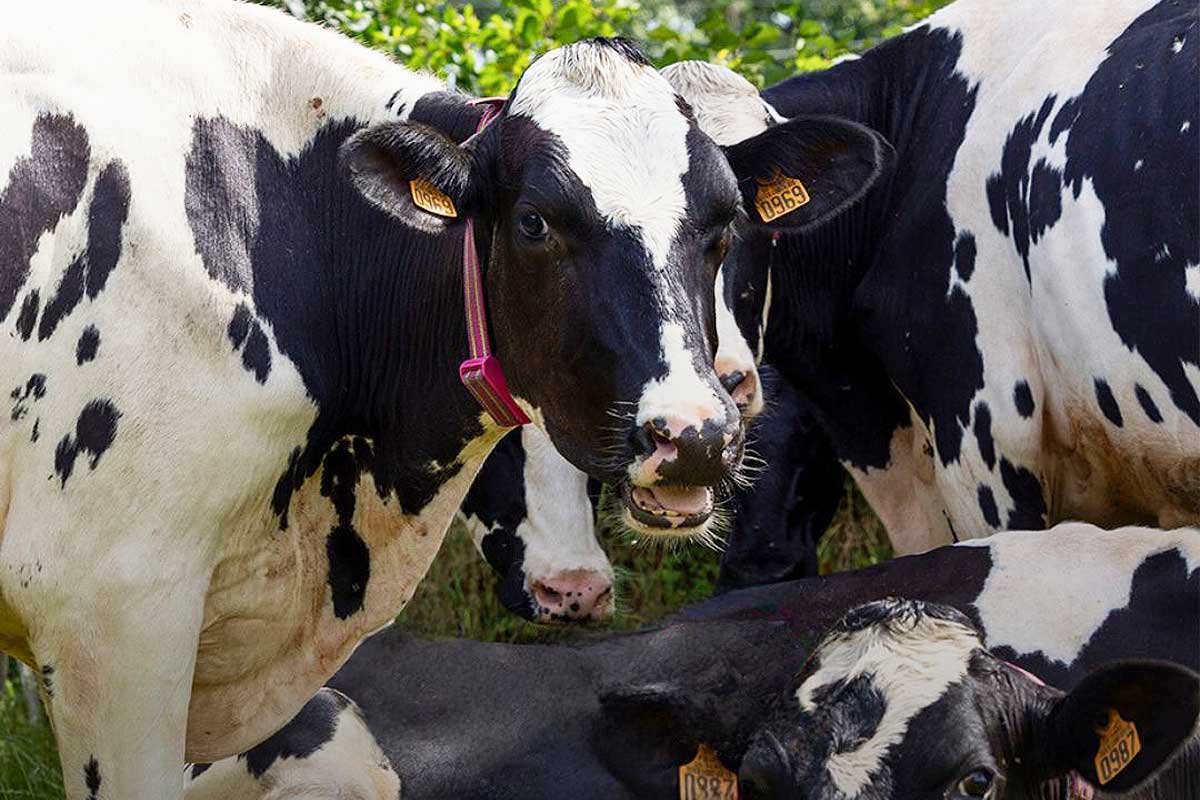 Des vaches avec un collier intelligent.
