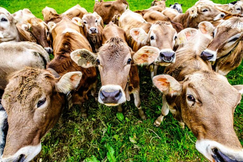 Un troupeau de vaches curieuses.