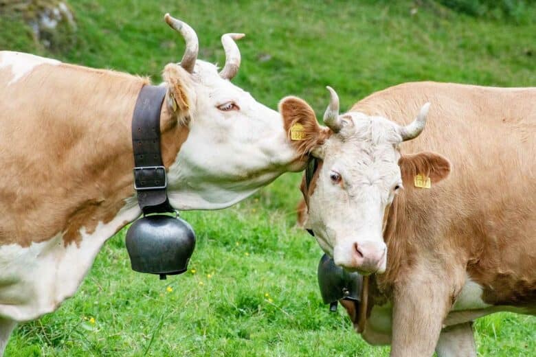 Deux vaches avec des cloches.