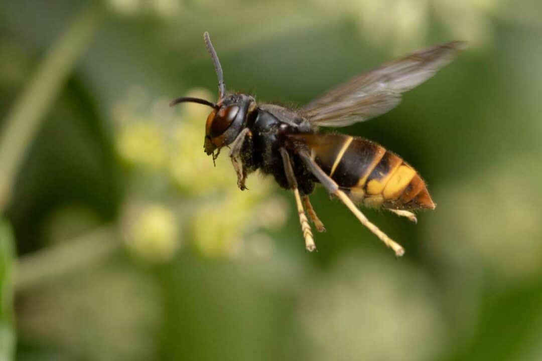 Un frelon asiatique en plein vol.