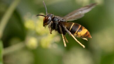 Un frelon asiatique en plein vol.