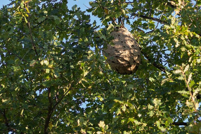 Un nid de frelons asiatiques dans un arbre.
