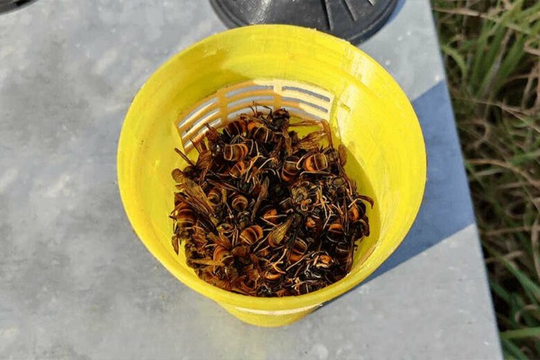 De nombreux frelons asiatique capturés.