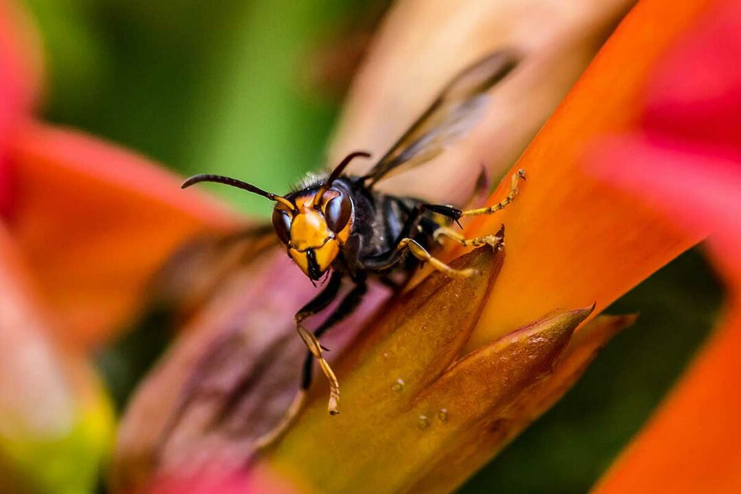 Un frelon asiatique posé sur une plante.