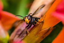 Un frelon asiatique posé sur une plante.