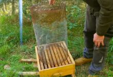 Un piège nasse à frelon asiatique.