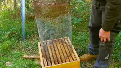 Un piège nasse à frelon asiatique.