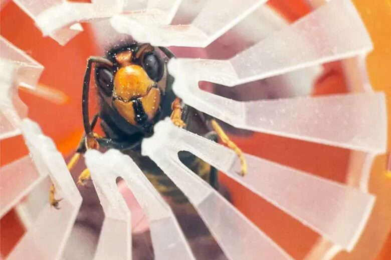 Un frelon asiatique piégé.