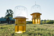 Deux pièges sélectifs mis en place avec leur appât.