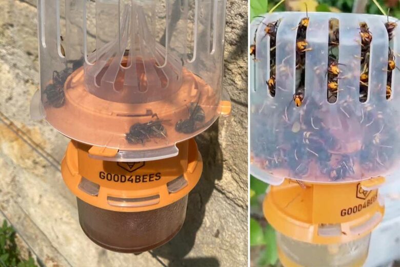 Le piège GOOD4BEES en action.