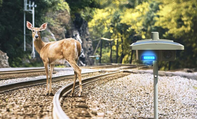 Une biche sur une voie ferrée et une balise Blue Sentinel.