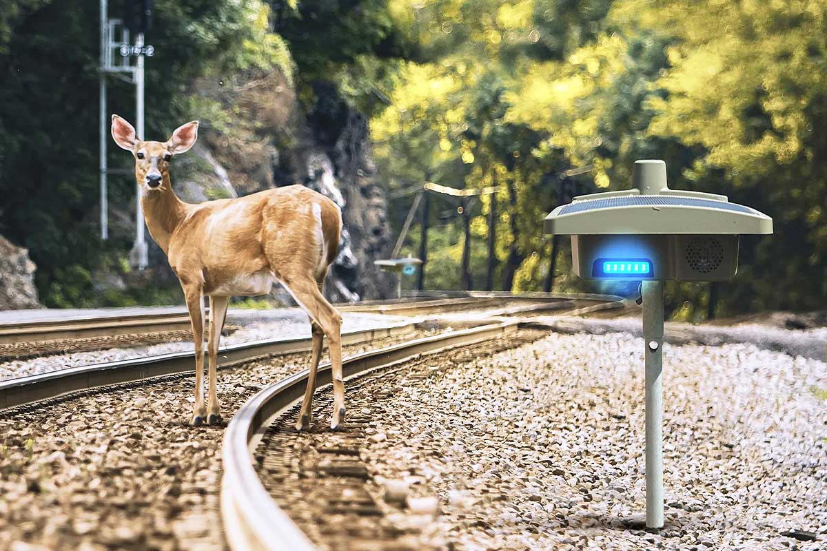 Une biche sur une voie ferrée et une balise Blue Sentinel.