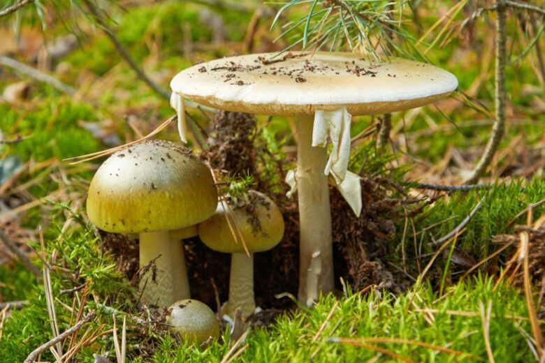 Des champignons de la famille des Amanites très toxiques.